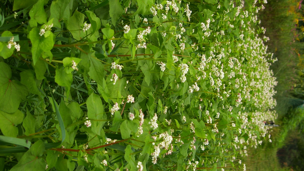SH107887.JPG