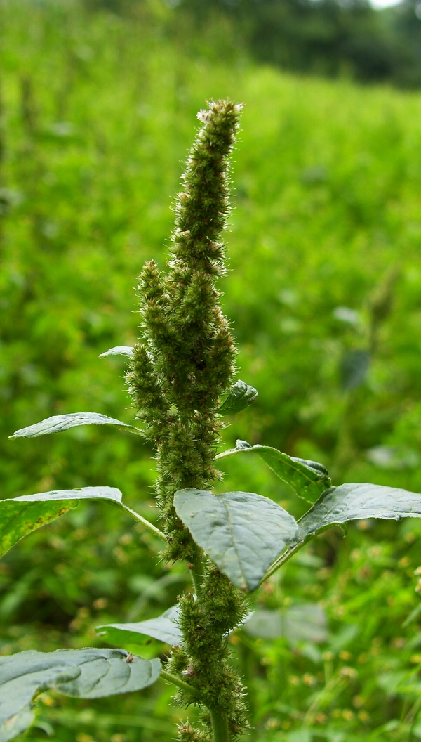 SH107916.JPG