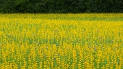 SH107902