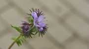 SH107906