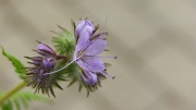 SH107911