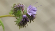 SH107913